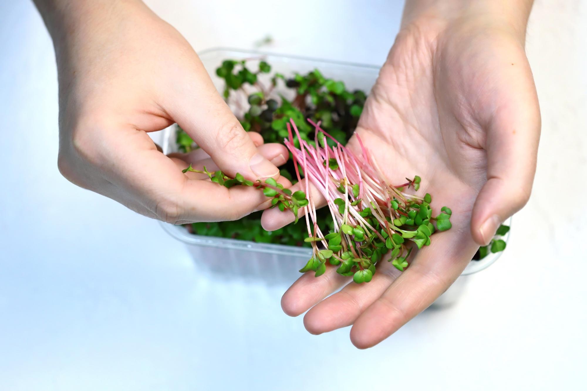 Close-up of hands arranging microgreens